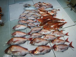 ふじしめ丸 釣果