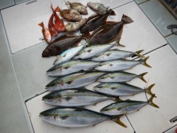 ふじしめ丸 釣果