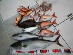 ふじしめ丸 釣果