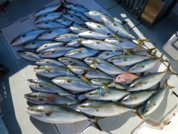 ふじしめ丸 釣果