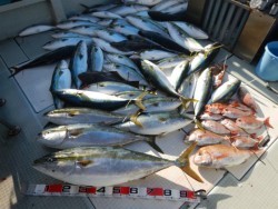 ふじしめ丸 釣果