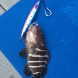 Blue.win 海人丸 釣果