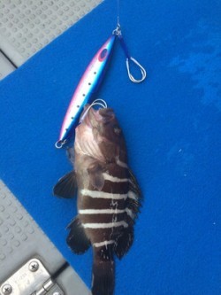 Blue.win 海人丸 釣果