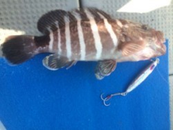 Blue.win 海人丸 釣果