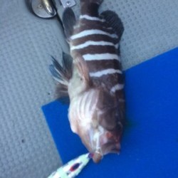 Blue.win 海人丸 釣果