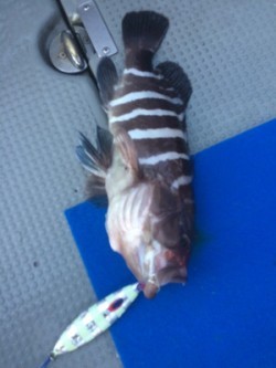 Blue.win 海人丸 釣果