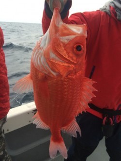 Blue.win 海人丸 釣果