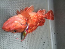 Blue.win 海人丸 釣果