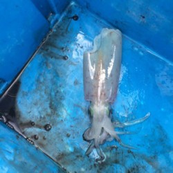 Blue.win 海人丸 釣果