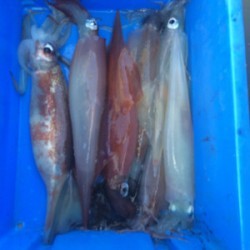 Blue.win 海人丸 釣果