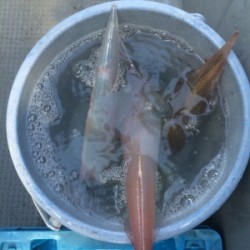 Blue.win 海人丸 釣果