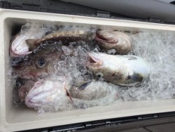 エヌスタイル 釣果