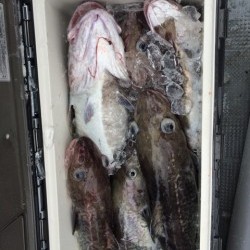 エヌスタイル 釣果