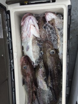 エヌスタイル 釣果