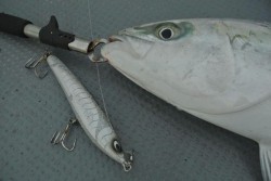 South Current 釣果