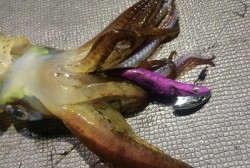 South Current 釣果