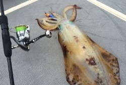 South Current 釣果