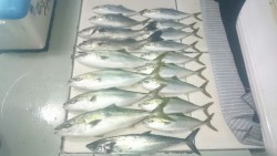 エムズジャーク(M’s JERK) 釣果