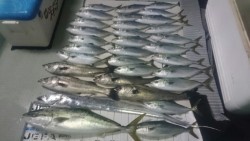 エムズジャーク（M’s JERK） 釣果