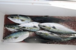 ワープゾーン 釣果