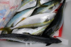 ワープゾーン 釣果