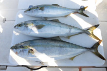 ＪＤＩ　Ｒａｃｉｎｇ　シールズマリンレジャ…