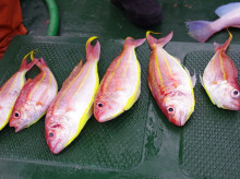 Big One　ビッグワン 釣果