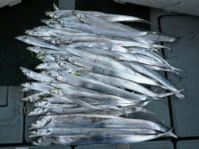 オーシャンスター(Ocean Star) …