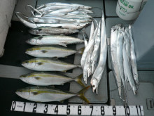 オーシャンスター(Ocean Star) …