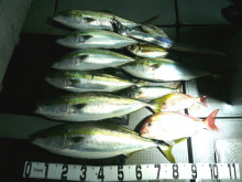 オーシャンスター(Ocean Star) …