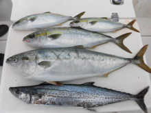 ＪＤＩ　Ｒａｃｉｎｇ　シールズマリンレジャー 釣果