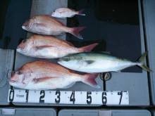 オーシャンスター(Ocean Star) …