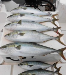 ＪＤＩ　Ｒａｃｉｎｇ　シールズマリンレジャー 釣果