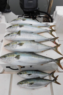 ＪＤＩ　Ｒａｃｉｎｇ　シールズマリンレジャー 釣果