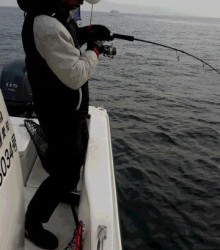 ＪＤＩ　Ｒａｃｉｎｇ　シールズマリンレジャー 釣果