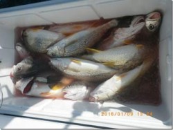 からこと丸 釣果