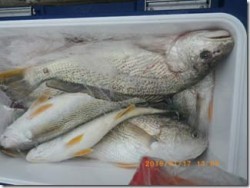 からこと丸 釣果