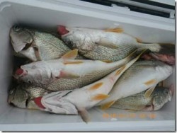 からこと丸 釣果