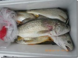 からこと丸 釣果