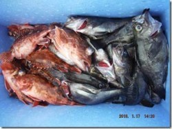 からこと丸 釣果