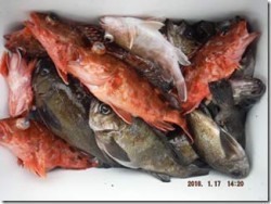 からこと丸 釣果