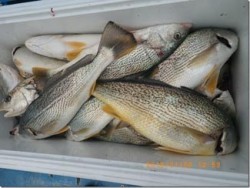 からこと丸 釣果