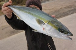 ジギング船 BLUEWATER 釣果