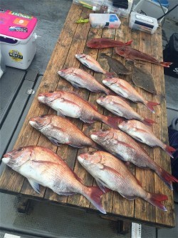 ゲームフィッシング バレントン 釣果