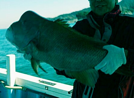 82センチのコブダイ連れました♪