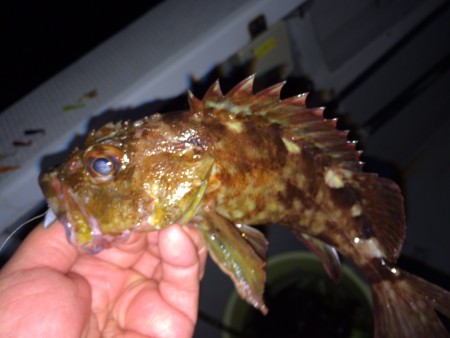 オフショアロックフィッシュ中毒者釣行記4