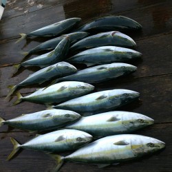 志摩沖ジギング釣果報告