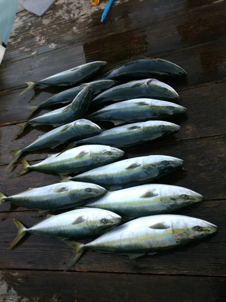 志摩沖ジギング釣果報告