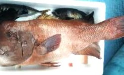 82センチのコブダイ連れました♪