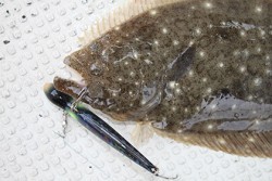 松本釣船２ 釣果